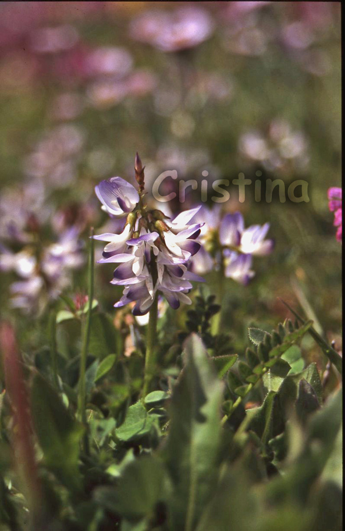 Astragalus